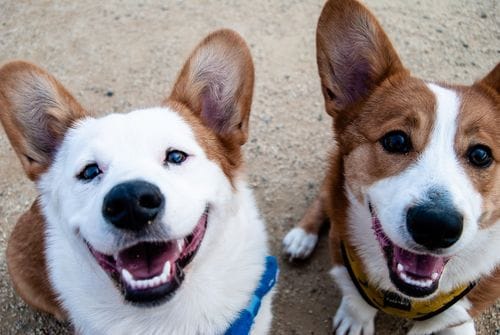 Dog Training